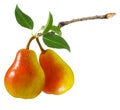 Pear isolated. Two ripe red yellow pear fruit on  branch with green leaves isolated on a white background Royalty Free Stock Photo