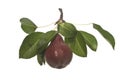 Pear isolated on white background Royalty Free Stock Photo