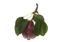 Pear isolated on white background Royalty Free Stock Photo