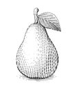 Pear With Leaf. Fruit In Vintage Engraving Style.