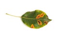 A pear leaf infected with gymnosporangium sabinae rust and Septoria Leaf Spot Septoria aegopodii isolated