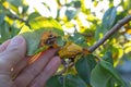 Pear leaf infected with gymnosporangium sabinae rust and Septoria Leaf Spot Septoria aegopodii. Man gardener hand hold Royalty Free Stock Photo