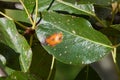 A pear leaf infected with gymnosporangium sabinae rust