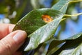 A pear leaf infected with gymnosporangium sabinae rust