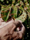 Pear leaf infected with gymnosporangium sabinae rust Royalty Free Stock Photo