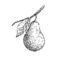 pear leaf sketch hand drawn vector Royalty Free Stock Photo