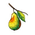 pear leaf sketch hand drawn vector