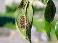 Pear leaves affected by fungal diseases