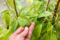 Pear leaves are affected by gall mite. Concept of diseases and pests on tree Royalty Free Stock Photo