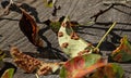 Pear leaves affected by linear rust. Diseases of trees Royalty Free Stock Photo