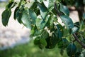 Pear leaves are infected with rust. Fruit plant disease. Influence of juniper spores on fruit-bearing trees. Spraying garden