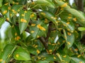 Pear leaves with pear rust infestation Royalty Free Stock Photo