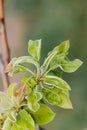 Pear leaves with leaf curl, Taphrina deformans, disease. Branch of fruit tree with defected leaves. Copy space. Vertical