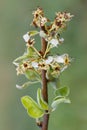 Pear leaves with leaf curl, Taphrina deformans, disease. Branch of fruit tree with defected leaves. Vertical frame