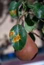 Pear leaves with pear rust infestation Royalty Free Stock Photo