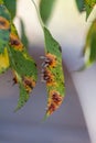 Pear leaves with pear rust infestation Royalty Free Stock Photo