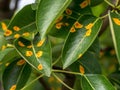 Pear leaves with pear rust infestation Royalty Free Stock Photo