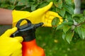 Pear leaves in red dot. Gardener sprinkles diseased tree leaves against the fungus and pests