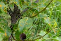 Pear leaves with pear rust infestation Royalty Free Stock Photo