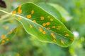 Pear leaves with pear rust infestation Royalty Free Stock Photo