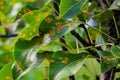 Pear leaves with pear rust infestation Royalty Free Stock Photo