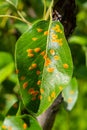 Pear leaves with pear rust infestation Royalty Free Stock Photo