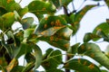 Pear leaves with pear rust infestation Royalty Free Stock Photo