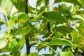 Pear leaves with pear rust infestation Royalty Free Stock Photo