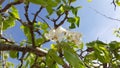 pear lovely blossom from AndalucÃÂ­a