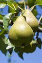 Pear Orchard Royalty Free Stock Photo