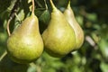 Pear Orchard Royalty Free Stock Photo
