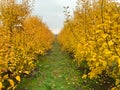 Pear orchard in autumn with bright yellow leaves.