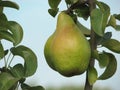 Pear orchard. Ripe pears in the garden ready for harvest. Royalty Free Stock Photo