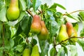 Pear orchard. Ripe pears in the garden ready for harvest. Royalty Free Stock Photo