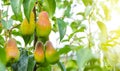 Pear orchard. Ripe pears in the garden ready for harvest. Royalty Free Stock Photo
