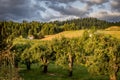 Pear orchards are popular in the Mt. Hood Area of Oregon Royalty Free Stock Photo