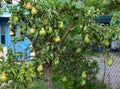 Pear, pear tree, pear kept up, green pear, a tree pear, a lodge in the village, bulk pear, pleasures of the village, quiet life to