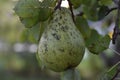Pear on the tree in countryside Royalty Free Stock Photo