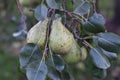 Pear on the tree in countryside Royalty Free Stock Photo
