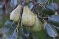 Pear on the tree in countryside Royalty Free Stock Photo