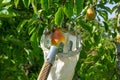 Pear picking using a tall tree fruit picking device. Harvest concept and fruit with fruit trees, autumn harvest