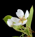 Pear, Pyrus, Blossom Royalty Free Stock Photo