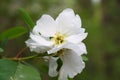 Pear, Pyrus, Blossom Royalty Free Stock Photo