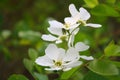 Pear, Pyrus, Blossom Royalty Free Stock Photo