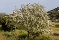 The pear Pyrus communis tree blooms in the mountains