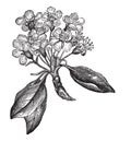 Pear or Pyrus sp., vintage engraving