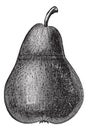 Pear or Pyrus sp., vintage engraving