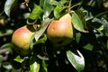 Pear ripe fruit and leaves - closeup