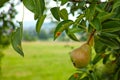 Pear on tree growth summer season nature in detail Royalty Free Stock Photo