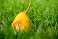 Pear Royalty Free Stock Photo